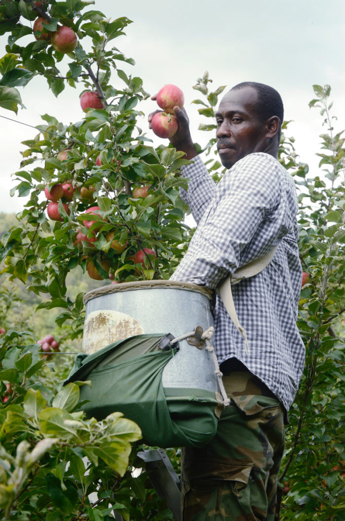171114 clark apple farms picker 700x1057 1
