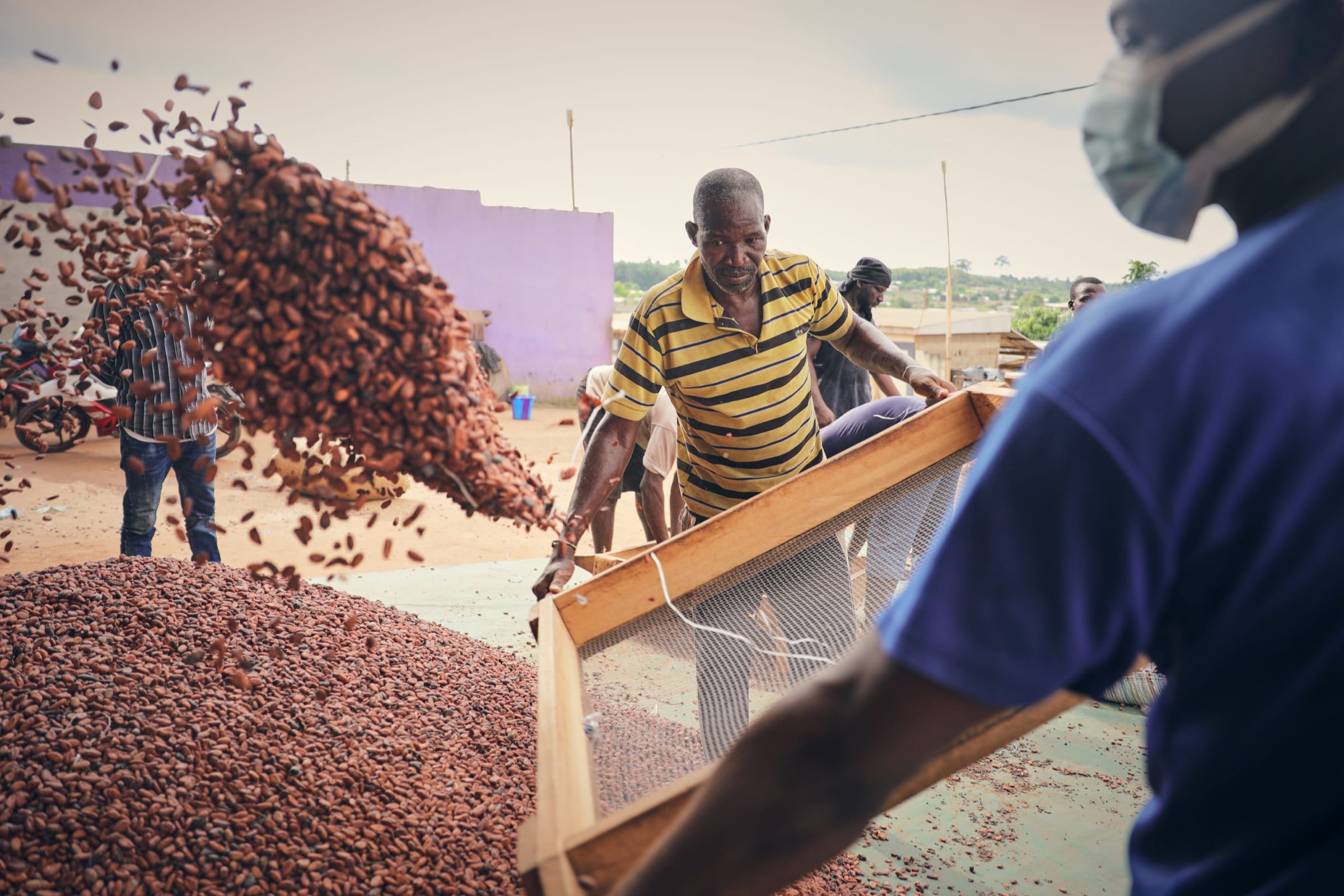 people throwing cocoa