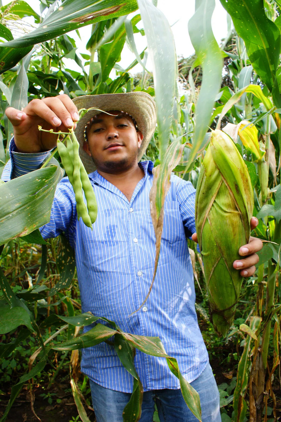 Milpa agriculture corn beans squash mexico farm worker three sisters.jpg