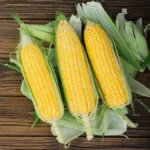 Corn Seeds