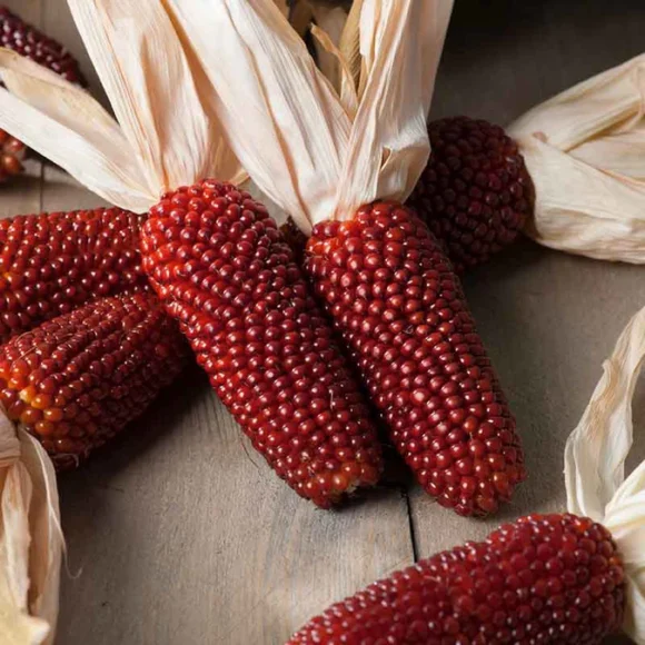 corn strawberry popcorn flo 1.jpg 580x580