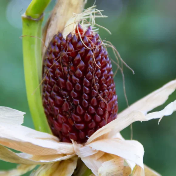 corn strawberry popcorn shk 4.jpg 580x580