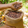 African cocoa bean