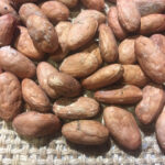 Hacienda San Jose Cacao Raw Beans - Ecuadorian Single Plantation