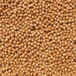 ORGANIC GARBANZO BEANS (Chickpeas)