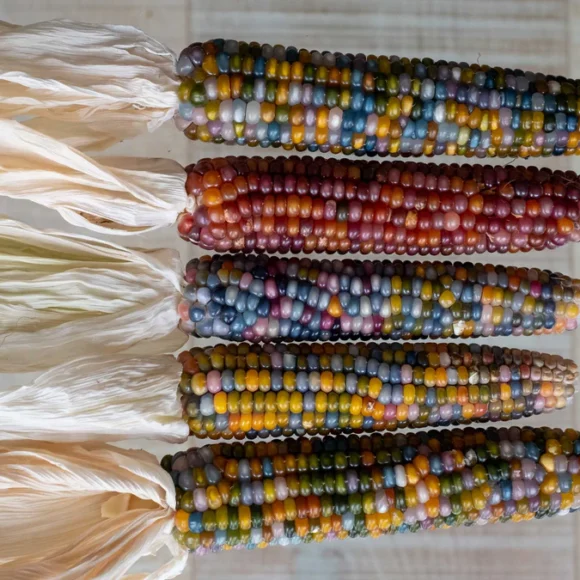 corn glass gem shk 4.jpg 580x580