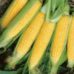 Corn Seeds - Complete Golden Beauty